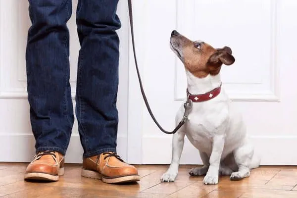 tahahan KÖPEK EĞİTİMİ evcil pet kuaförü EVCİL PET OTELİ İstanbul foto 2