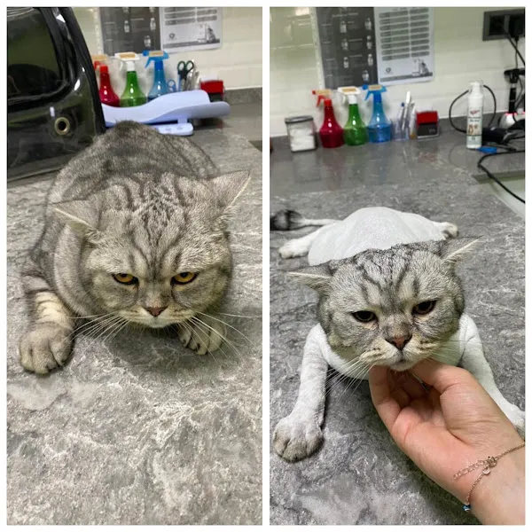 Vet Medicana Veteriner Kliniği foto 2
