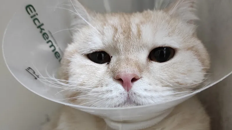 Merlin Veteriner Kliniği foto 1