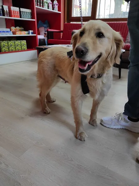 Merlin Veteriner Kliniği foto 2
