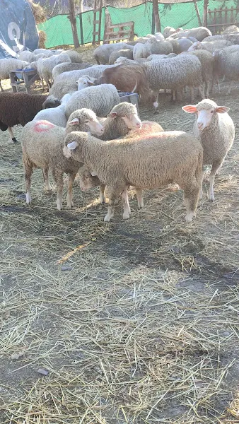 Erdem Yem ve Petshop foto 1