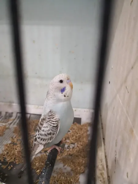 sancaktepe petshop foto 2