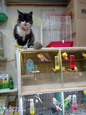 Özkan Petshop