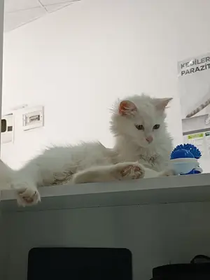 Midyat Deva Pet Veteriner Kliniği