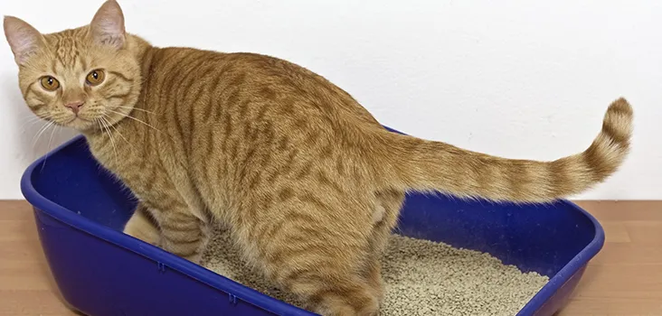 Vefa Veteriner Kliniği foto 1
