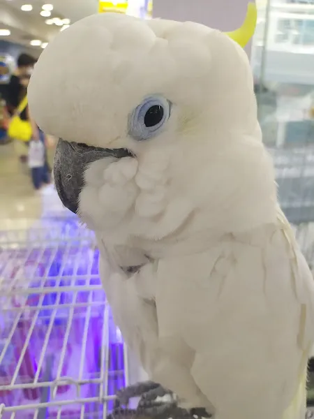 Havacılar Pet Shop foto 2