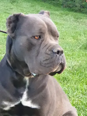 Cane corso Almankurdu Labrador hobi köpek çiftliği