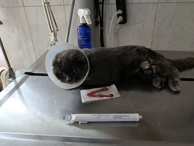 Poyraz Veteriner Kliniği KAMAN foto 2