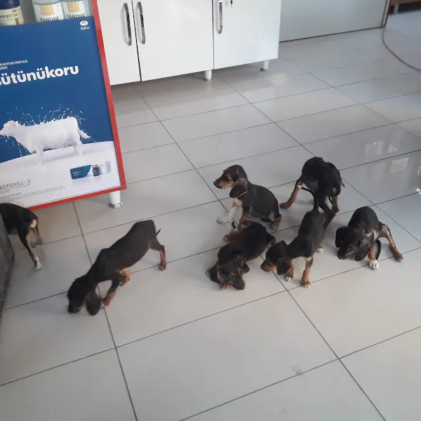 Vural Veteriner Kliniği foto 2