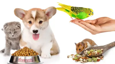 GüllükPet Toptan Petshop Malzemeleri Antalya fotoğrafı