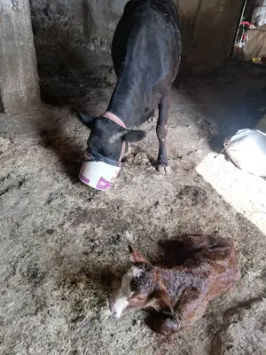 ALTINDAĞ veteriner kliniği