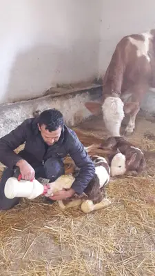Huzur Veterinerlik