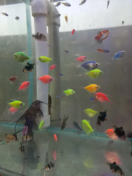 Acar Petshop ödemiş foto 2