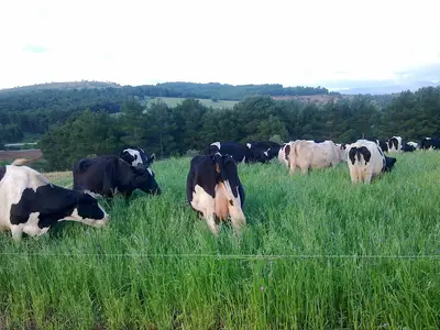 Alpvet Veterinler Hekim