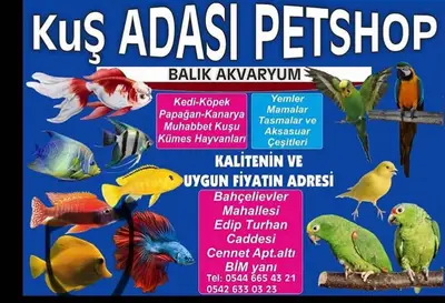 muhabbet kuşçu