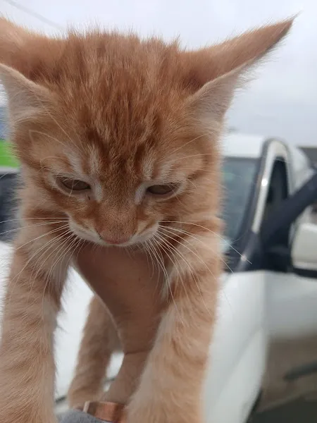Başbaba Köpek Barınağı foto 2