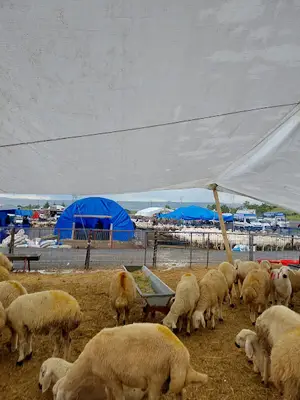 Canlı Hayvan Pazarı