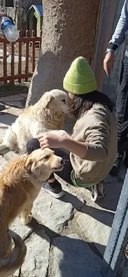 Foto Büyük Baş Hayvan çiftliği Senirkent