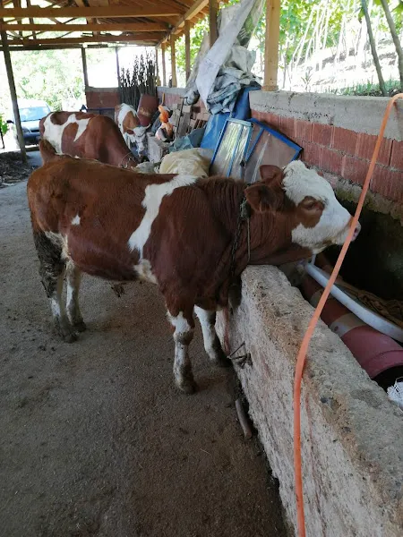 Veteriner Hekim Dursun Kocaoğlu foto 2
