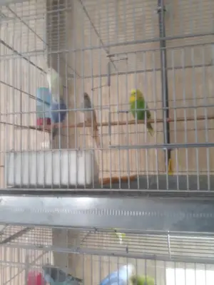 Rengarenk Petshop