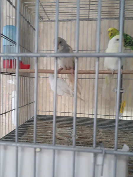 Rengarenk Petshop foto 2