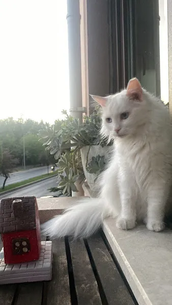 ANGORA VETERİNER KLİNİĞi foto 2