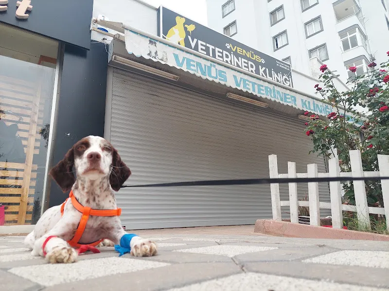Venüs Veteriner Kliniği Adana foto 2