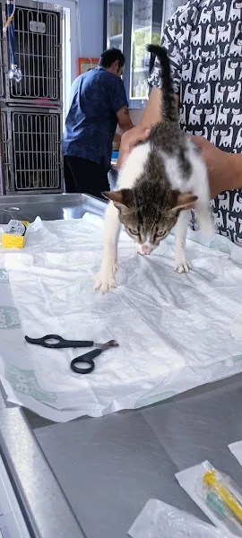 Feniks Veteriner Kliniği foto 1