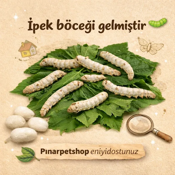 Pınar Petshop foto 2