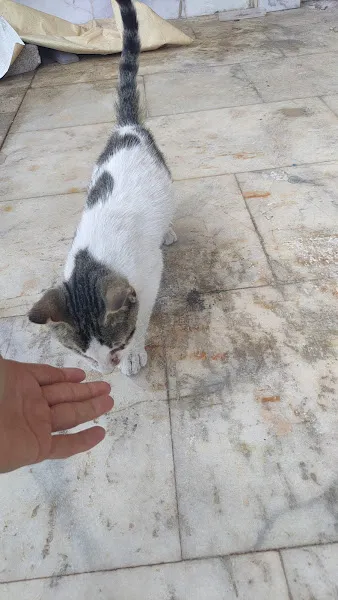 Muratpaşa Belediyesi Ermenek Sokak Hayvanları Geçici Bakımevi ve Rehabilitasyon Merkezi foto 2