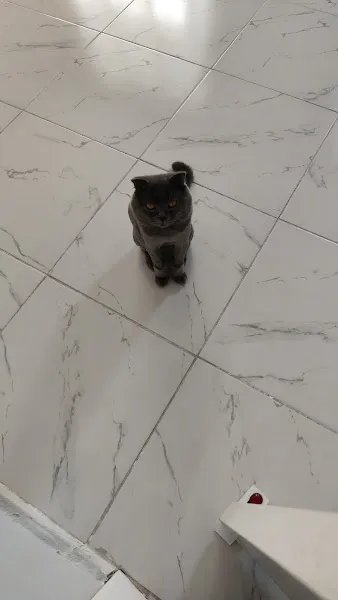 Doğa Veteriner Kliniği foto 2
