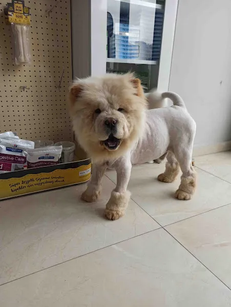 Atasehir Veteriner Kliniği- Veteriner Hekim Ahmet Özçelik foto 2