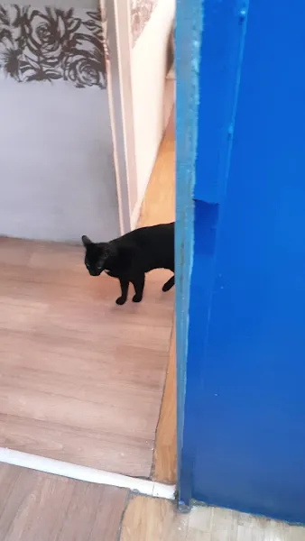 Olgun Veteriner Kliniği foto 2