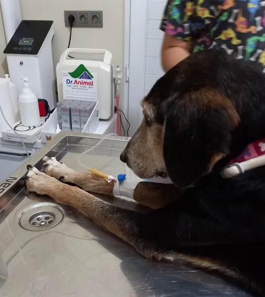 SONKUL PATİ PARK Veteriner Kliniği - Tedavi Merkezi foto 2