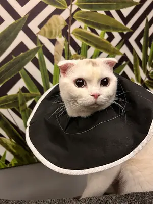 Leon Veteriner Kliniği