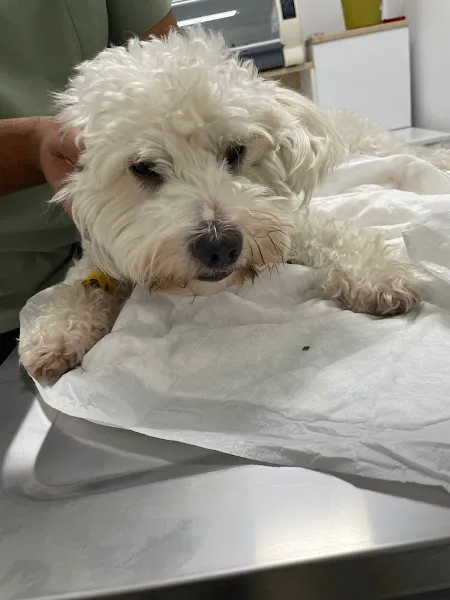 Bomonti Veteriner Kliniği foto 2
