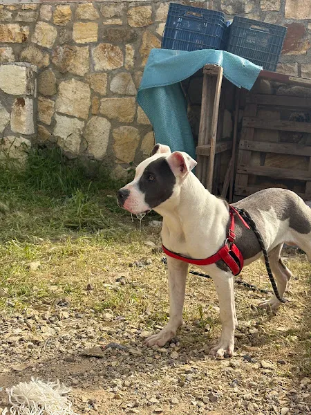Özbey Veteriner Kliniği foto 2