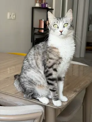 Özterapi veteriner kliniği