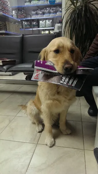 Foks Veteriner Kliniği foto 2