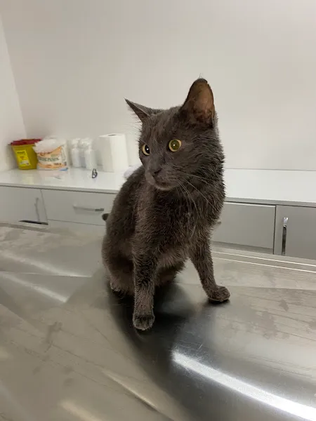 Çanakkale 18 Mart Veteriner Kliniği foto 2