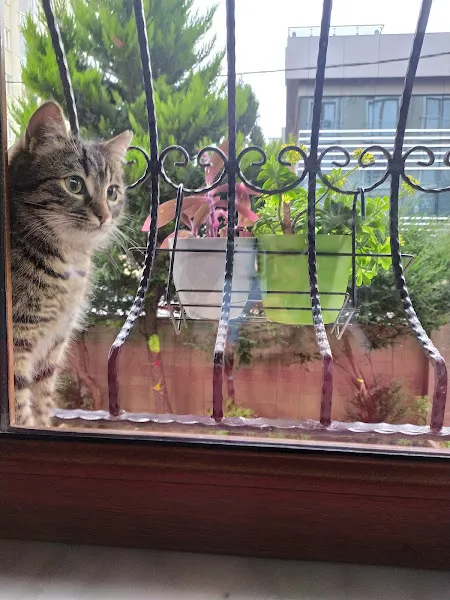 Kadıköy Belediyesi Veteriner İşleri Müdürlüğü foto 2