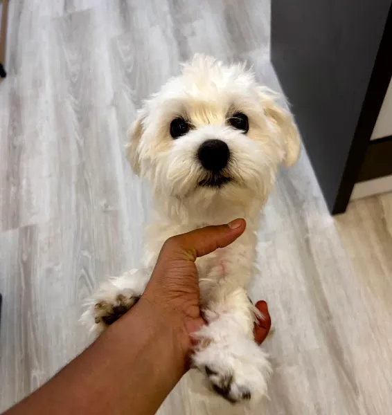 Dalaman Emre Tosun Veteriner Kliniği foto 2