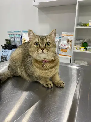 Salihli Yaşam Veteriner Kliniği