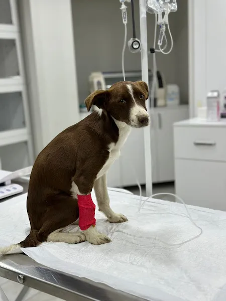 Salihli Yaşam Veteriner Kliniği foto 2