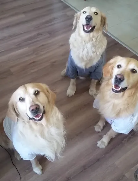Daisy Veteriner Kliniği foto 2