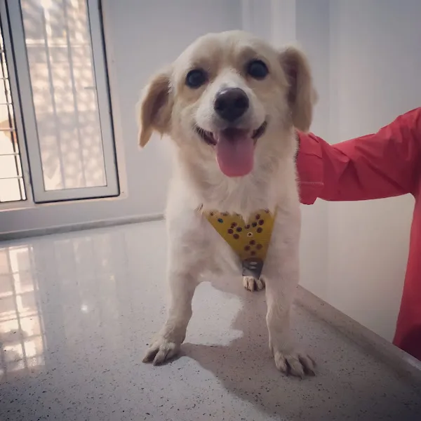 Hipokrat Veteriner Kliniği ve Pet Kuaför Merkezi foto 2