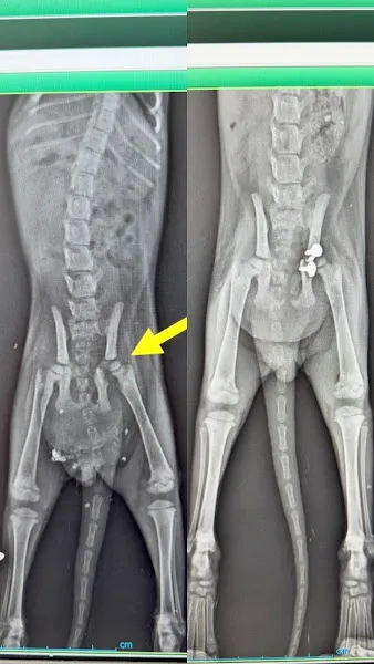 Vetos veteriner kliniği foto 2