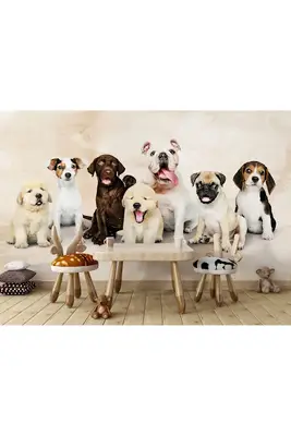 pati pet kuaför fotoğrafı