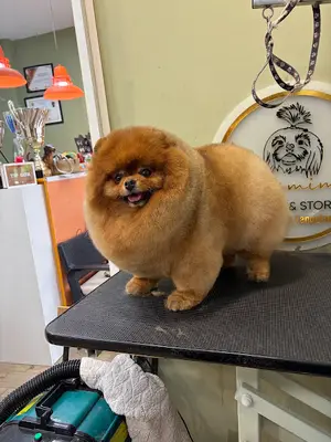 GROOMIMI ️ Salon&Store ️ Грумер ️ Pet Kuaför ️ Hundefriseur ️ Pet Groomer ️ Alanya fotoğrafı