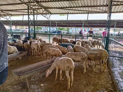 Canlı Hayvan Borsası